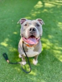 A157291 Blitz, Available for Adoption