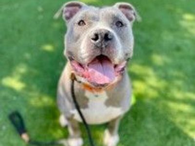 A157291 Blitz, Available for Adoption