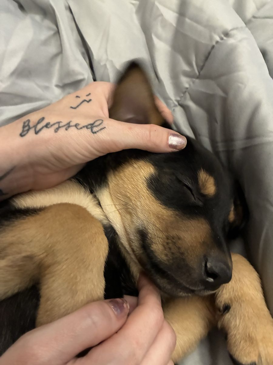 Adorable Mixed Breed Puppy for Adoption - Playful & Loving Companion