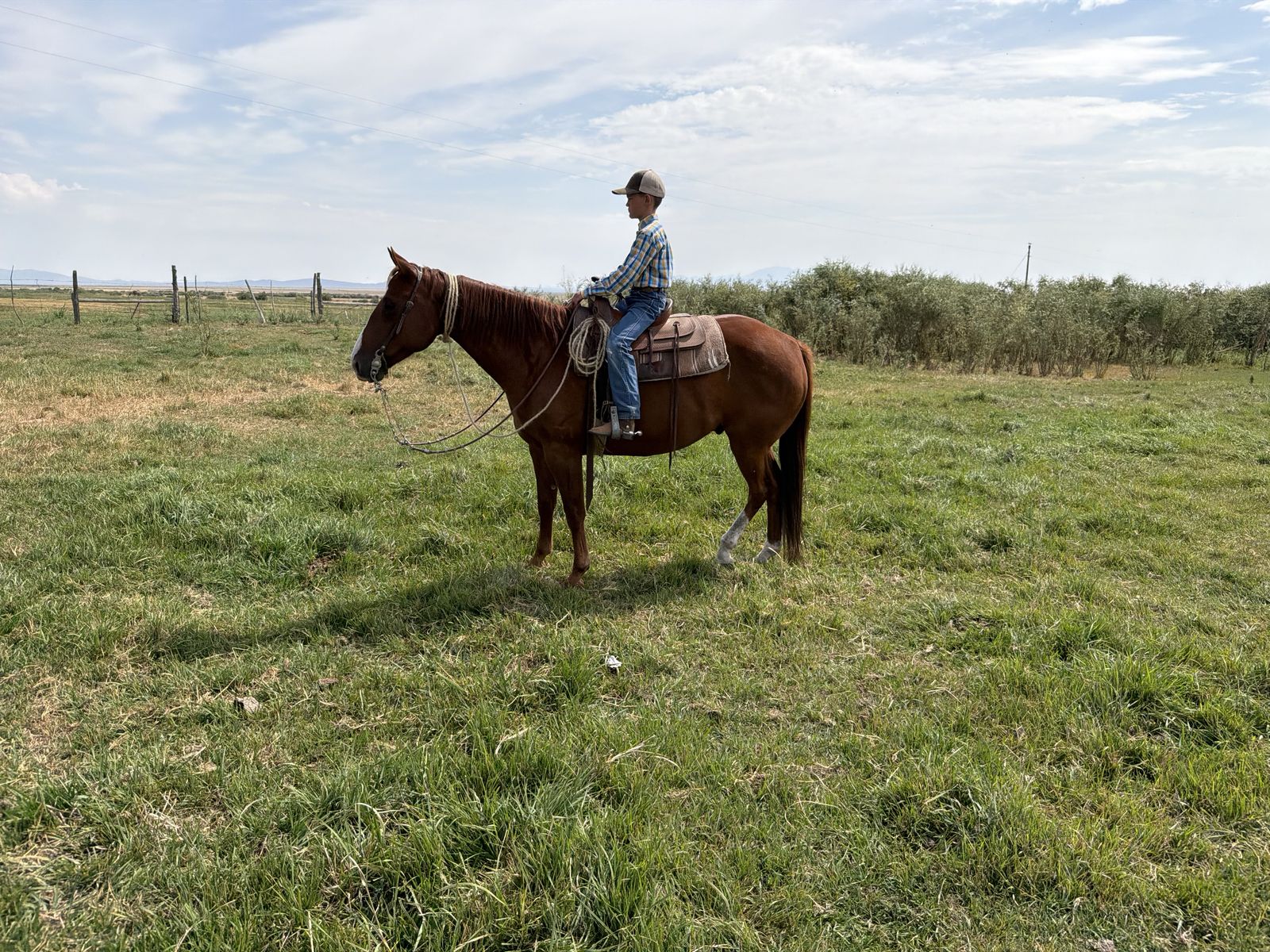 Horse for Sale