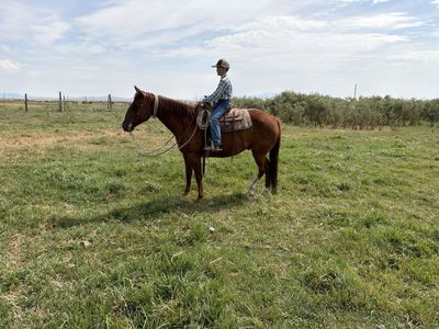 Horse for Sale