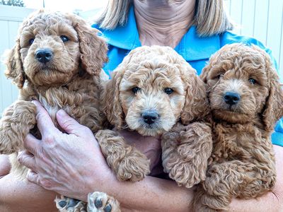 Goldendoodle and Bernedoodle pups coming May 1st!