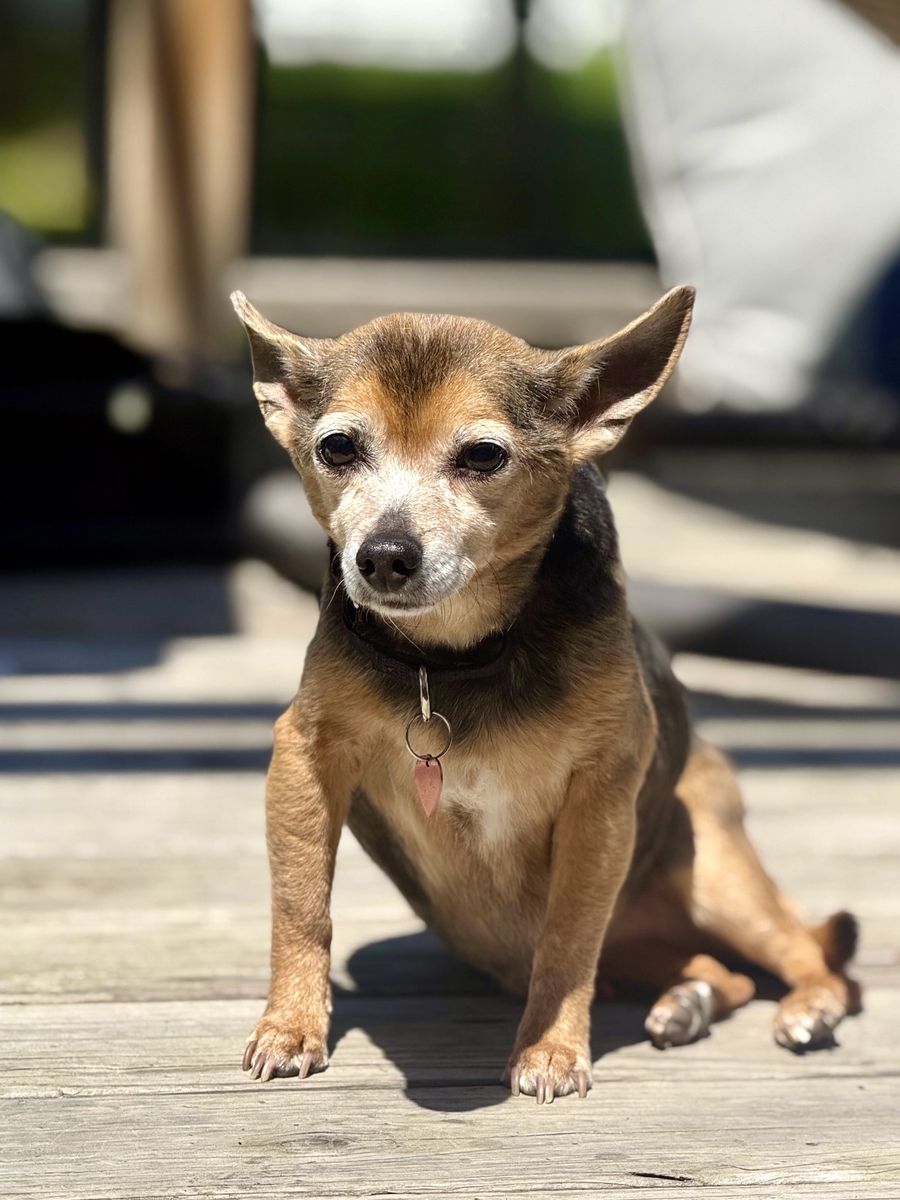 Sweet Mitzi Girl