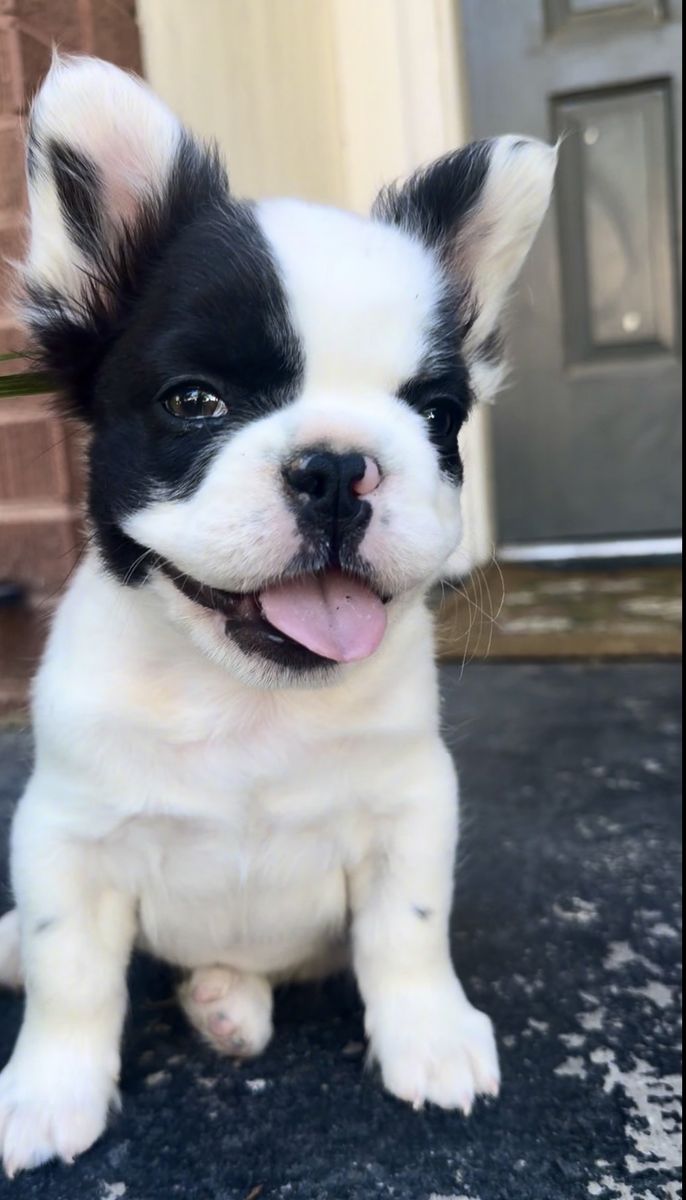 AKC Registered Long Haired - Fluffy- French Bulldog Puppy *TINY