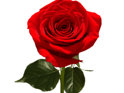 Double Burial Plot With One Top Seal Concrete Burial Vault Included