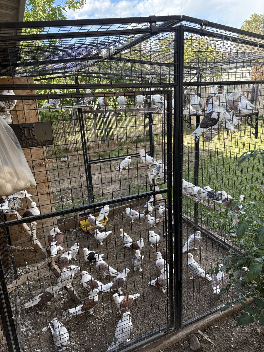 Pigeons