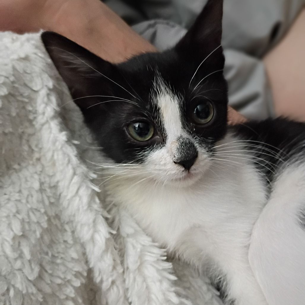 Hello my name is Persephone