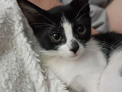 Hello my name is Persephone