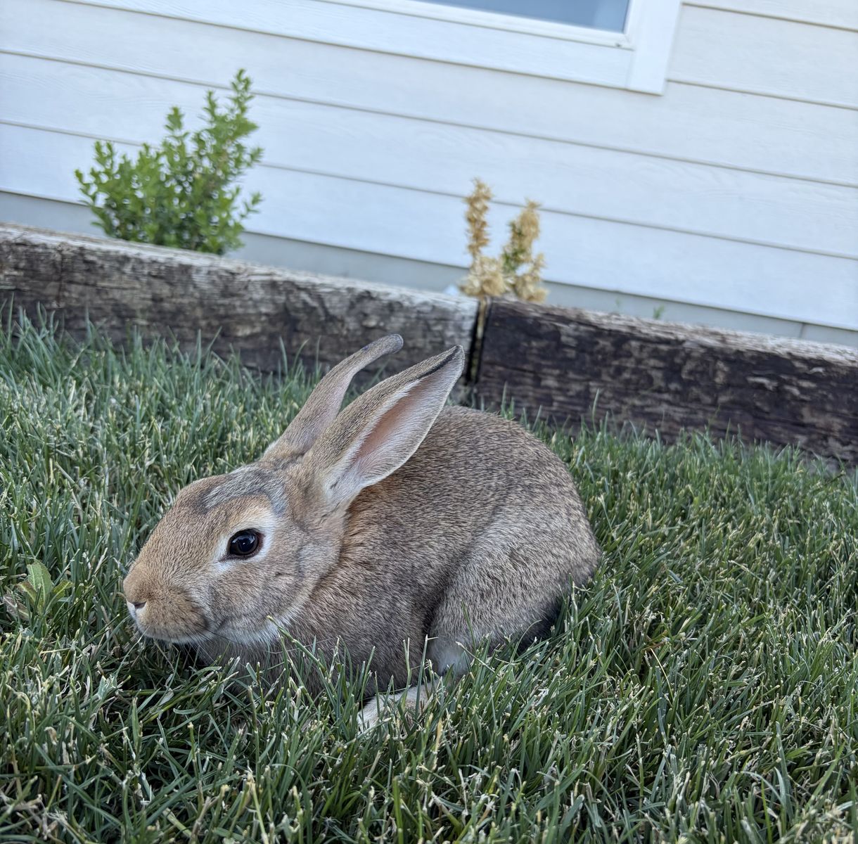 Cute Rabbits