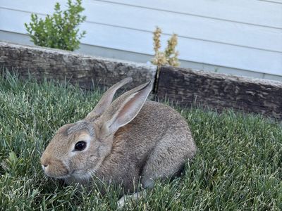 Cute Rabbits