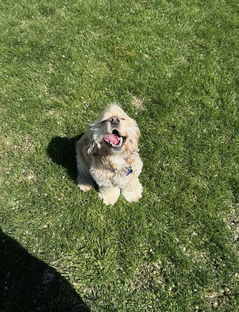 Rehoming English cocker spaniel