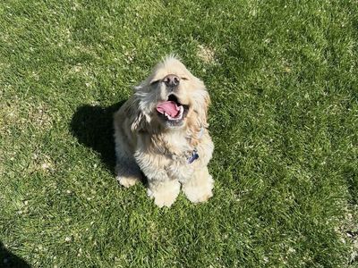 Rehoming English cocker spaniel