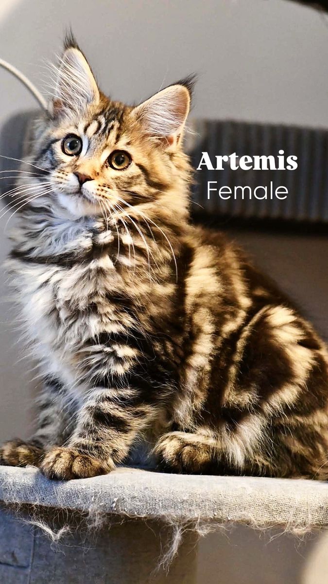 TICA maine coon kittens