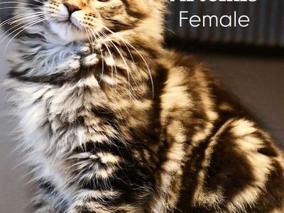 TICA maine coon kittens