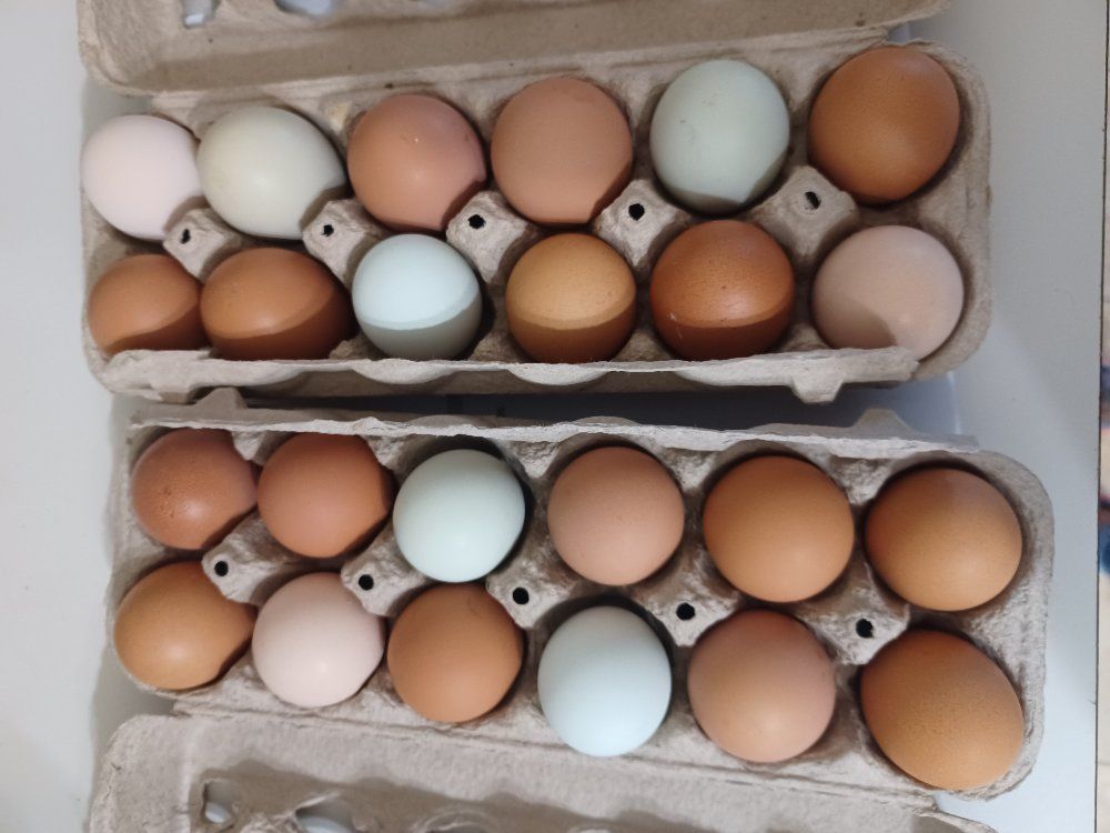 Fresh eggs, scramble into happiness