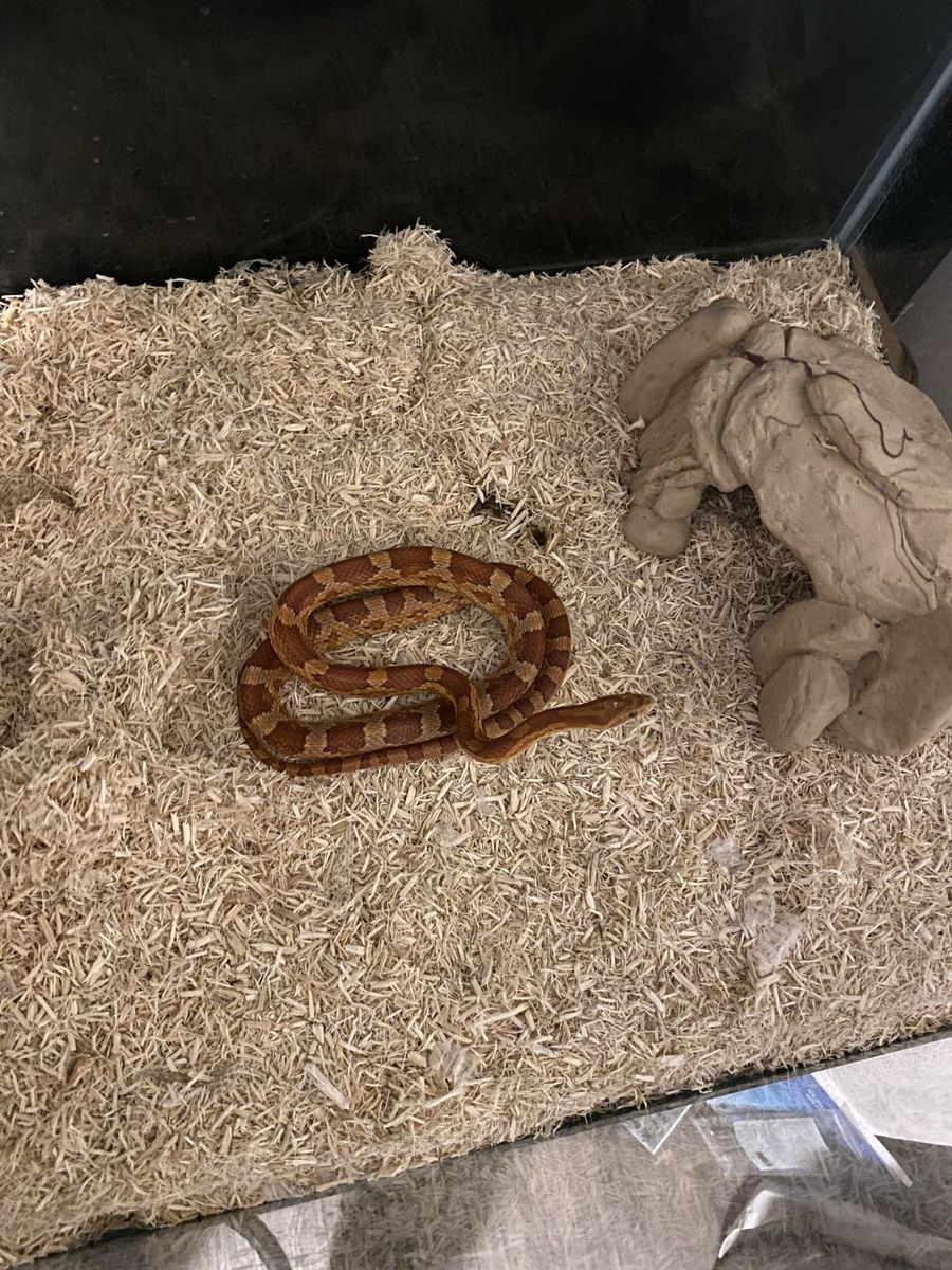 Corn snake with 40 Gallon tank