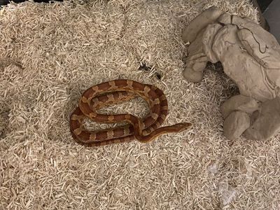Corn snake with 40 Gallon tank
