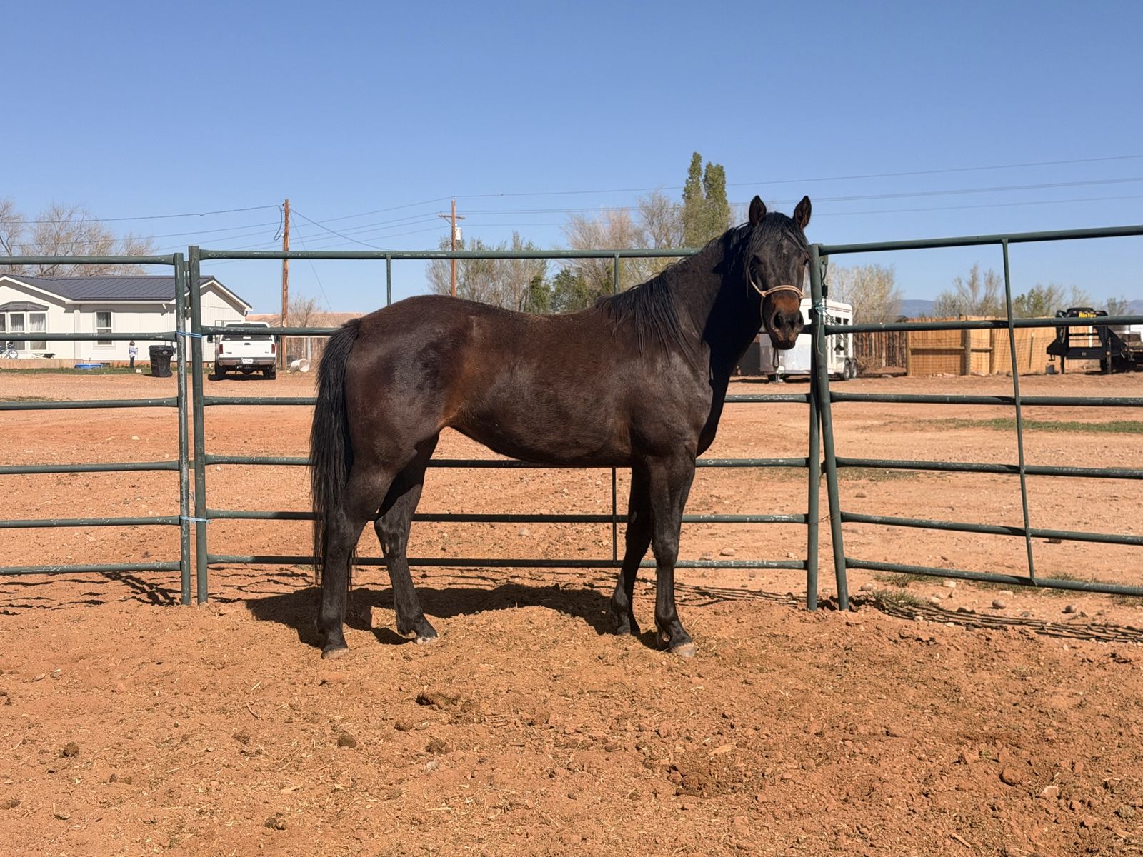 Big pretty 2 year old 1/4 draft