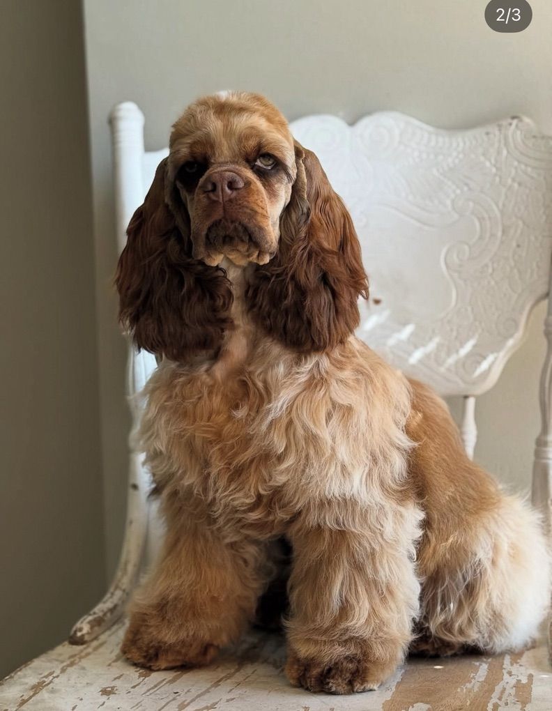 Unicorn Cocker Spaniel