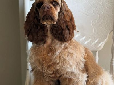 Unicorn Cocker Spaniel