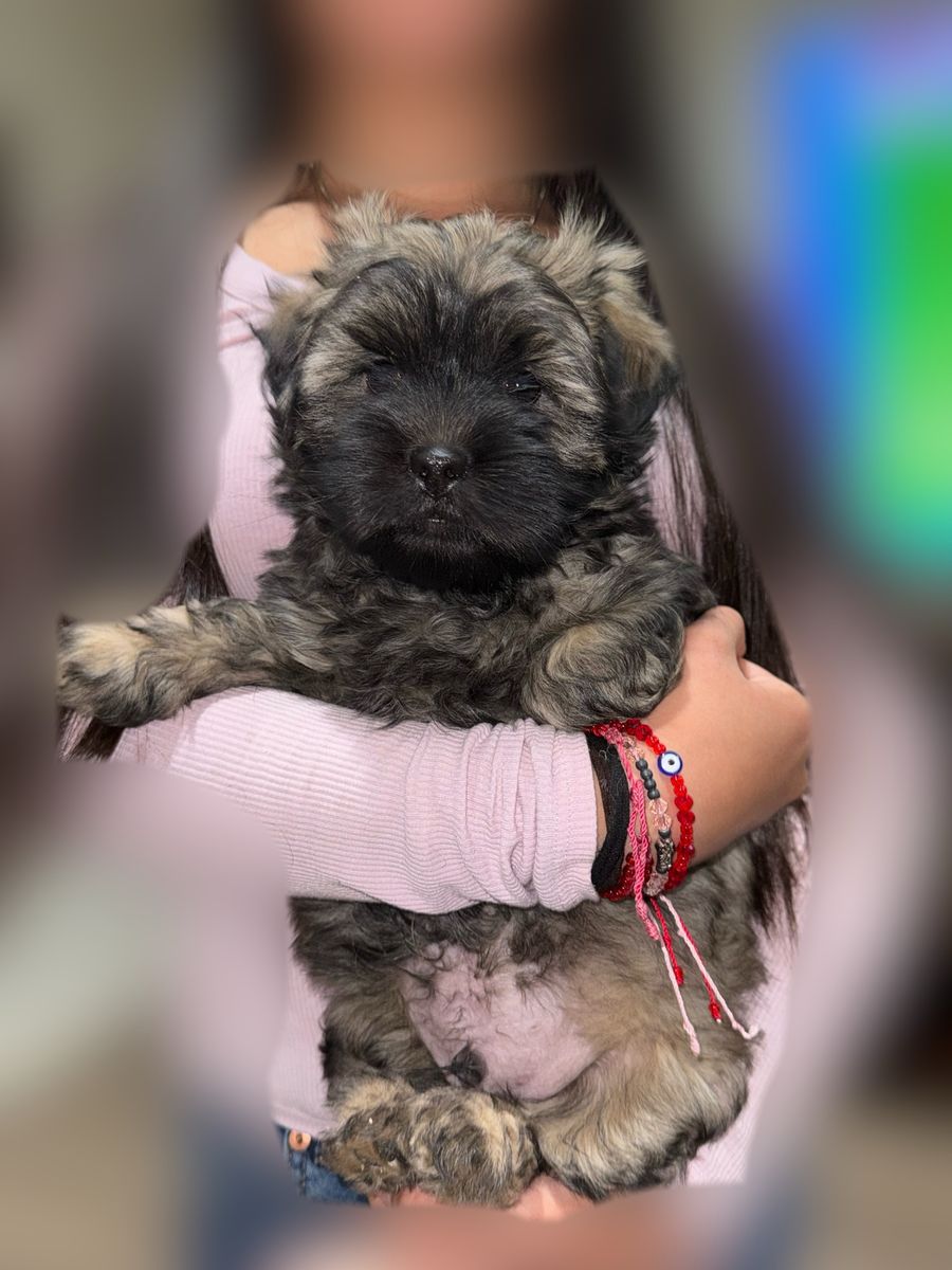 Adorable Shih Tzu Puppies For Sale!