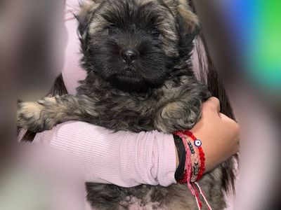 Adorable Shih Tzu Puppies For Sale!