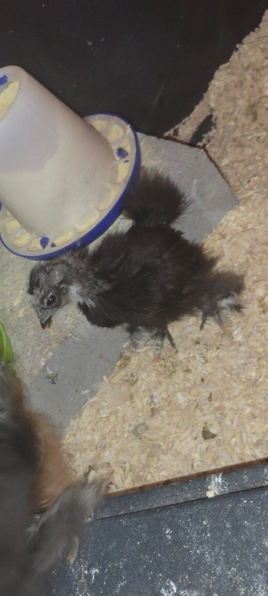 Silkie chicks!! Hatched 2/26