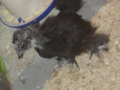 Silkie chicks!! Hatched 2/26