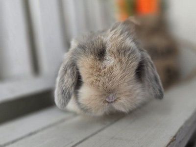 Pedigreed Holland Lop Buck
