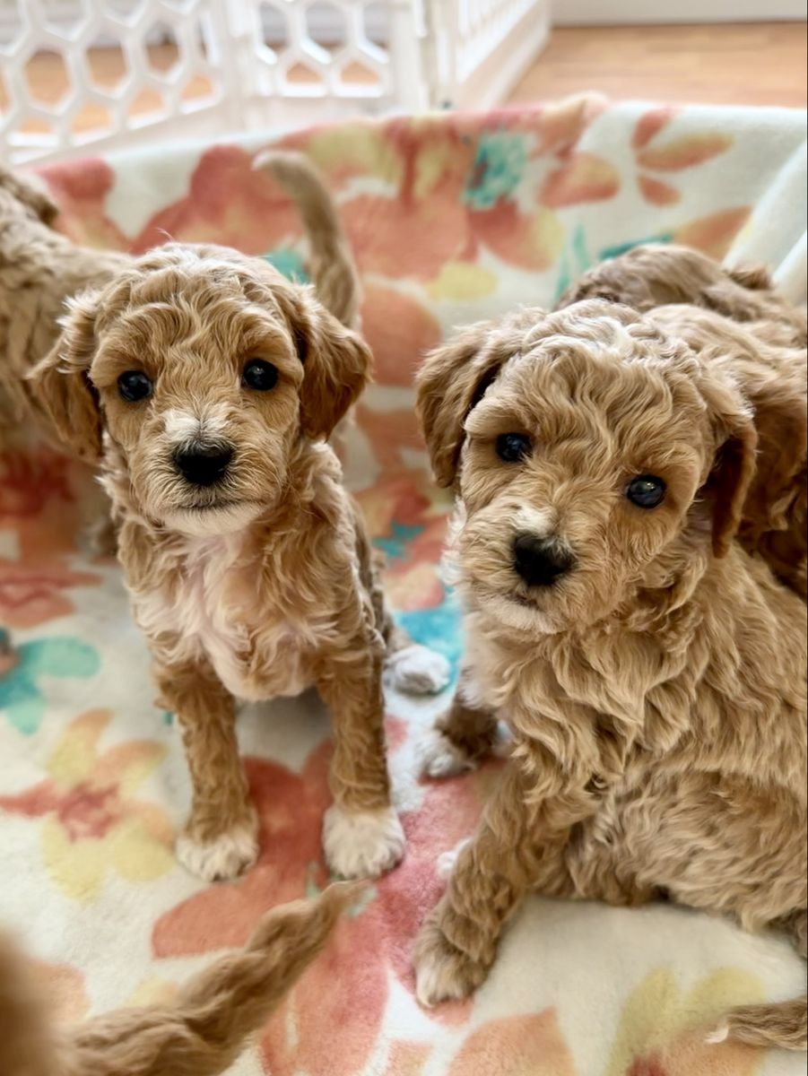Beautiful Mini F1b Goldendoodle Puppies
