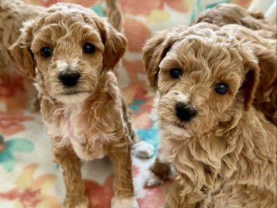 Beautiful Mini F1b Goldendoodle Puppies