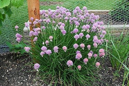 FREE Healthy Chive Plant - FREE!