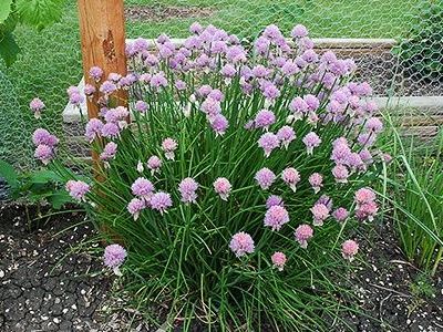 FREE Healthy Chive Plant - FREE!