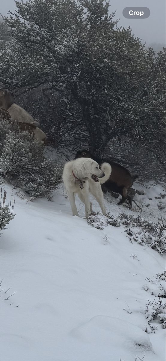 Livestock Gardian Dogs