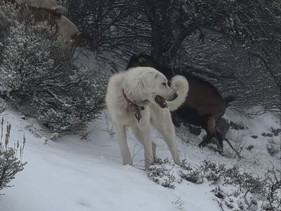 Livestock Gardian Dogs