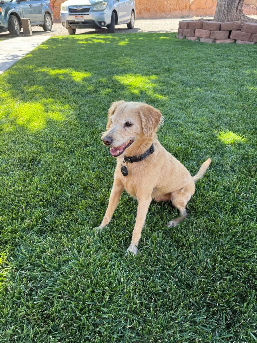 Mini labradoodle 1st generation