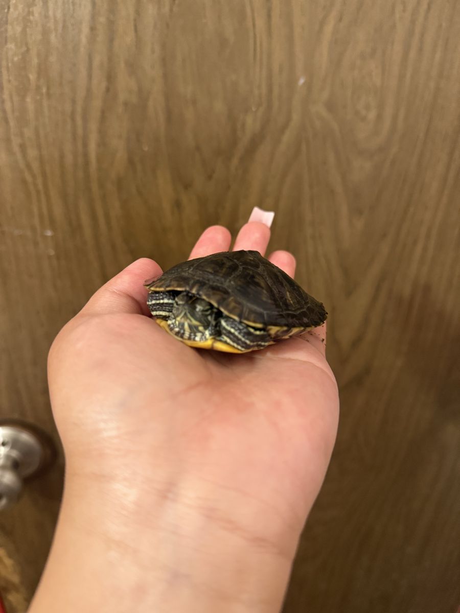 Small Pet Turtle - Red-Eared Slider Aquatic Turtle