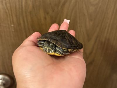 Small Pet Turtle - Red-Eared Slider Aquatic Turtle