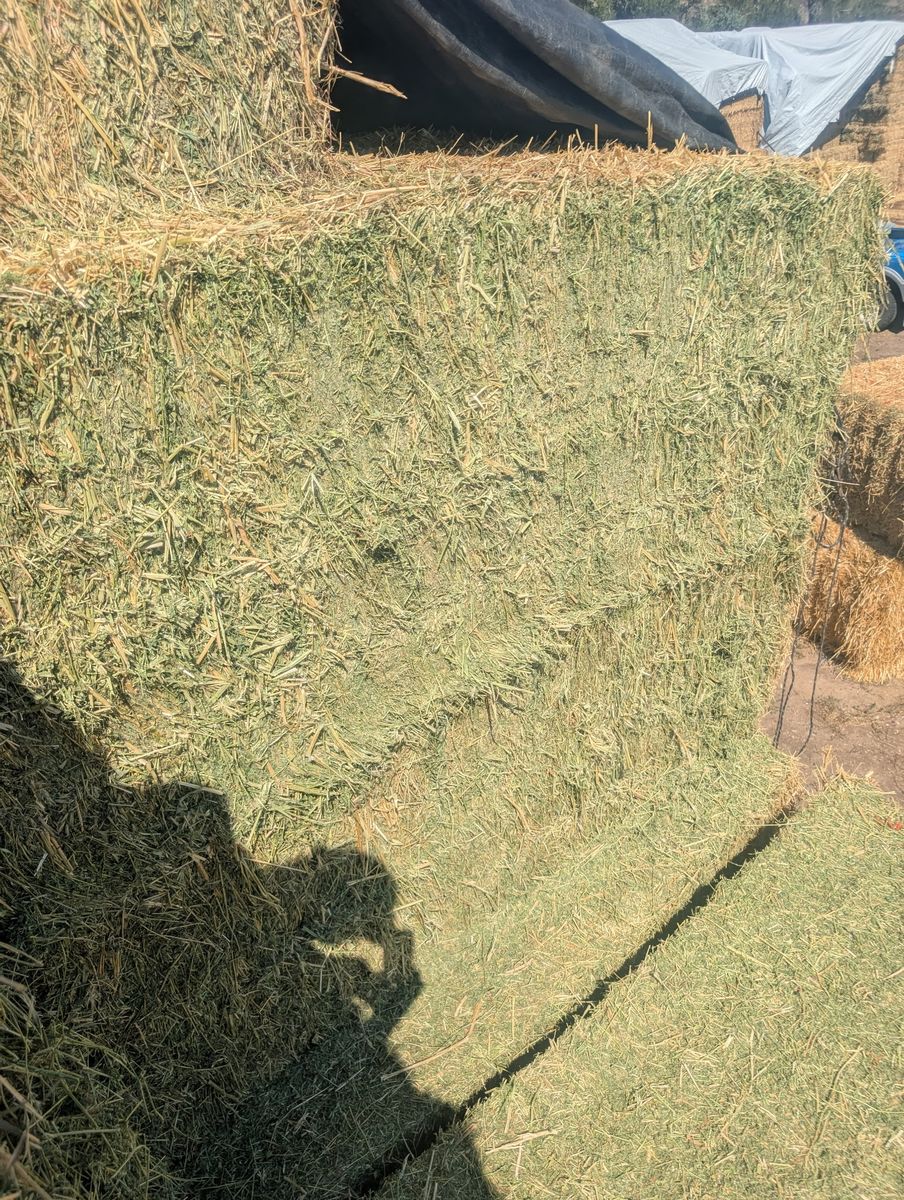 3x4x8 Alfalfa hay 1,250#