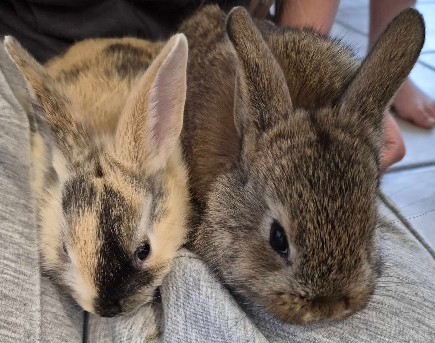 Rex mini lop mix baby bunnies