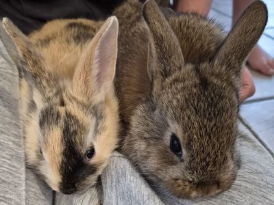 Rex mini lop mix baby bunnies