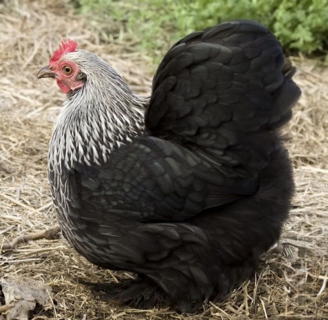 Birchen Cochin Bantam Chickens Mar 5th hatch