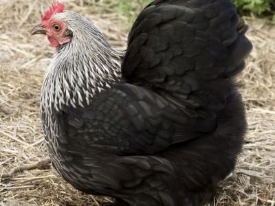 Birchen Cochin Bantam Chickens Mar 5th hatch