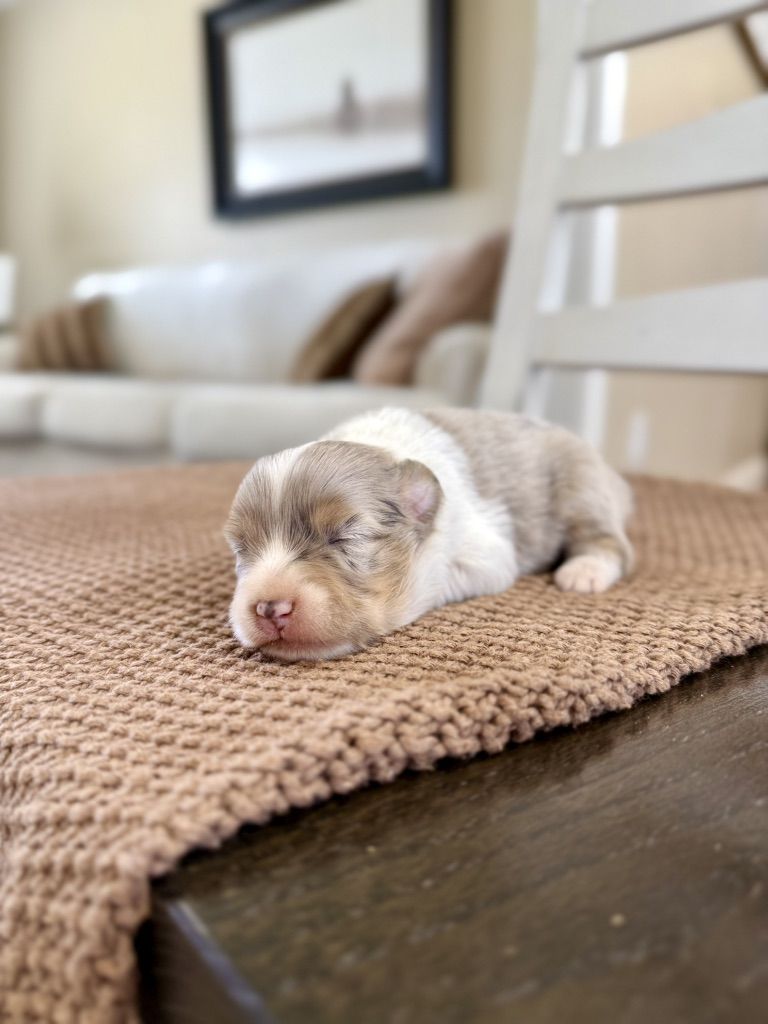 ASDR Toy Australian Shepherd Aussie Puppies