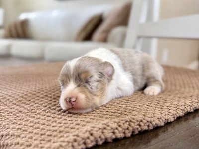 ASDR Toy Australian Shepherd Aussie Puppies