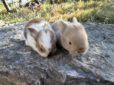 Adorable pedigree, Holland lop Bunnies - Cute Little Pets