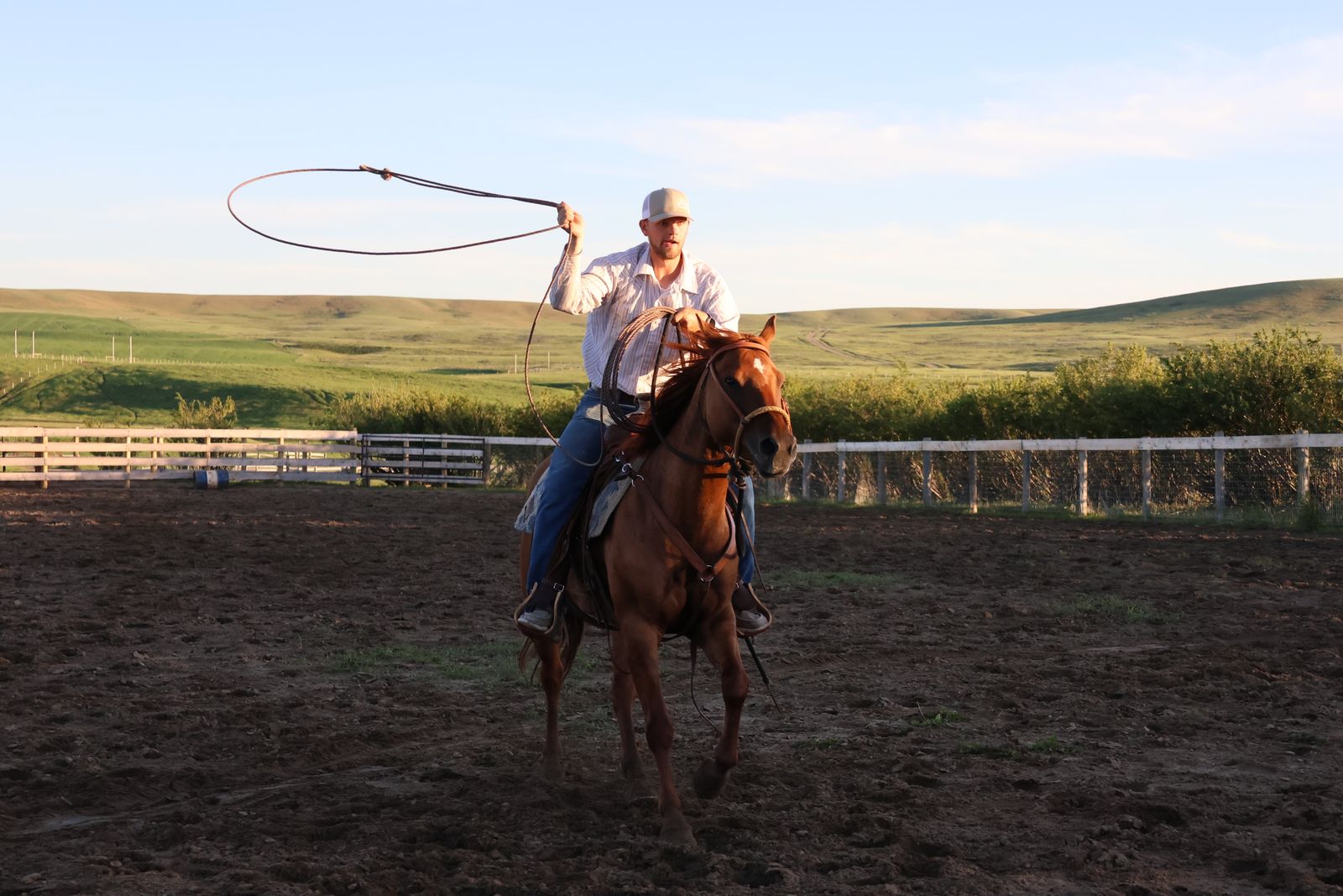 “Sister” 5 year old grade mare