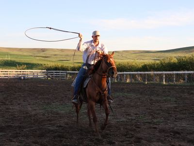 “Sister” 5 year old grade mare