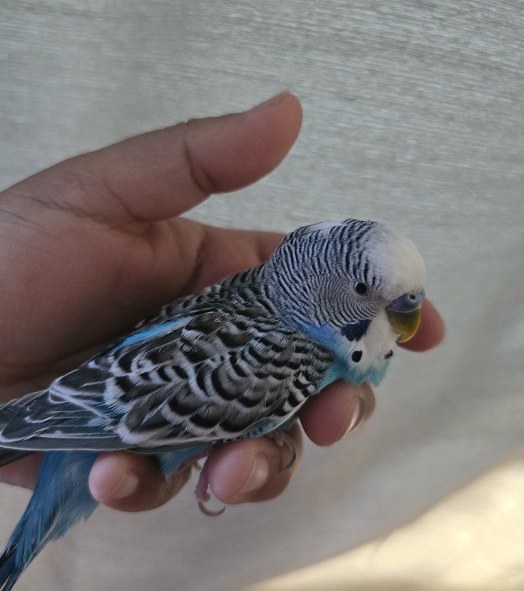 Blue Male Parakeets