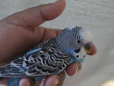 Blue Male Parakeets